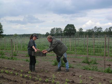 sla planten